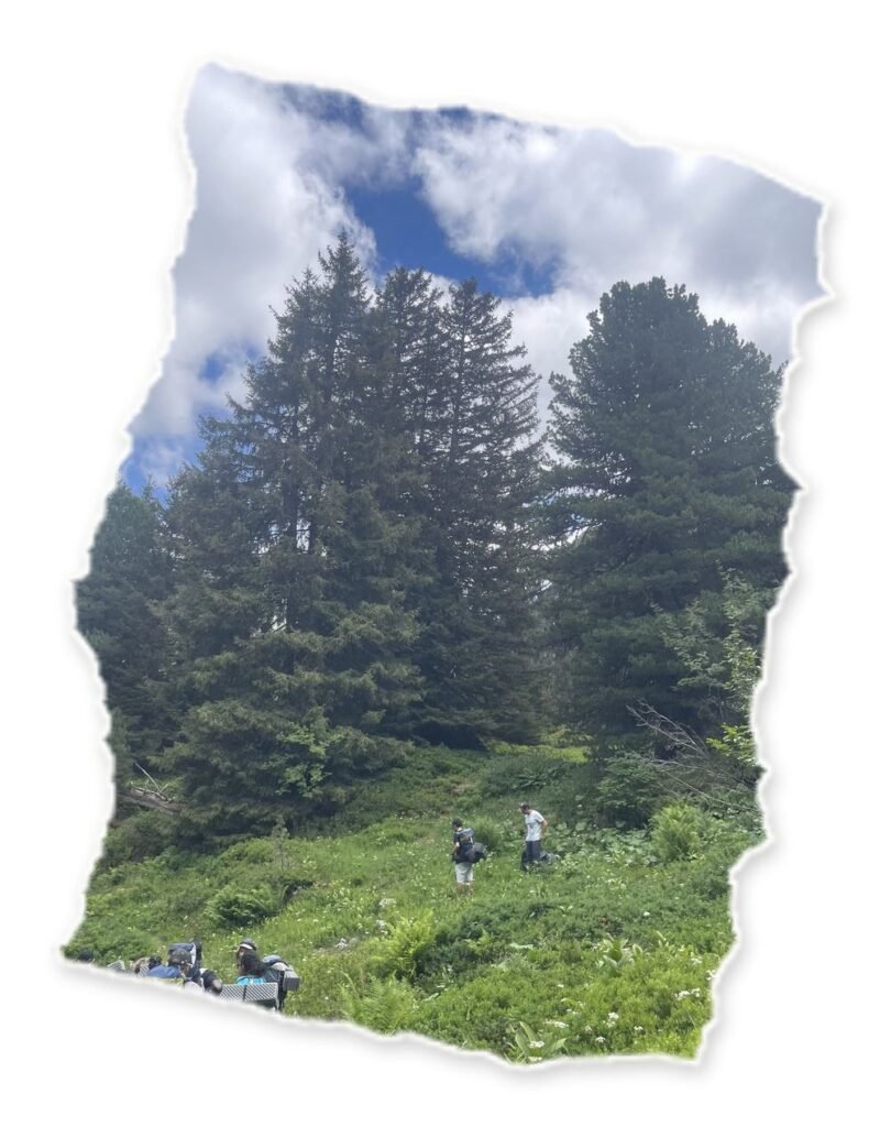 Forêt du massif de Belledonne pendant l'Expédition du vivant